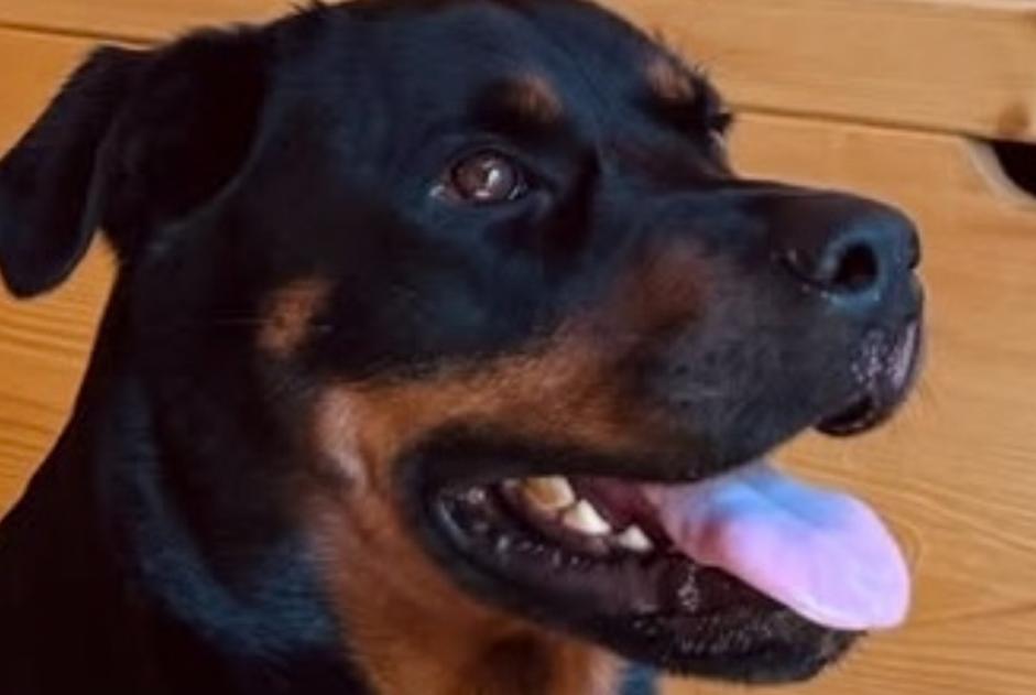 Alerta descoberta Cão  Fêmea , 3 anos Hyères França