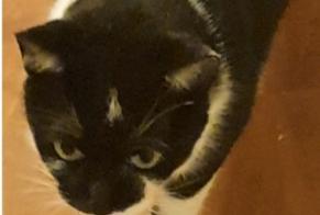 Alerta desaparecimento Gato Fêmea , 8 anos Balma França