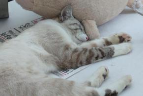 Alerta desaparecimento Gato  Macho , 1 anos La Sauvetat-de-Savères França