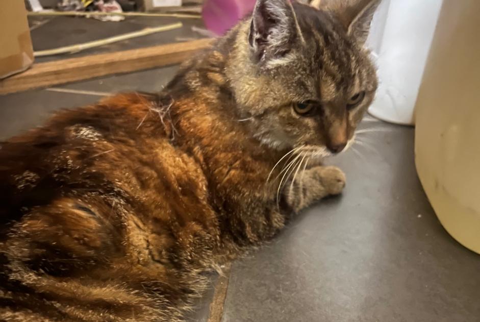 Alerta descoberta Gato  Fêmea Duttlenheim França