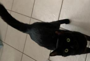 Alerta descoberta Gato  Macho Le Mans França
