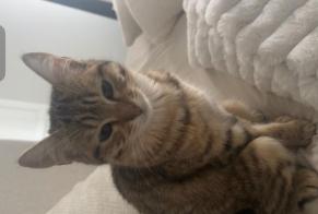 Alerta desaparecimento Gato cruzamento Fêmea , 0 anos Melun França