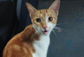 Alerta descoberta Gato Macho Orsay França