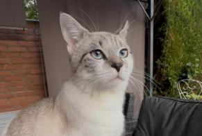 Alerta desaparecimento Gato cruzamento Macho , 1 anos Hem França