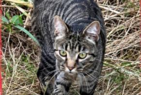 Alerta desaparecimento Gato cruzamento Macho , 2 anos Azur França