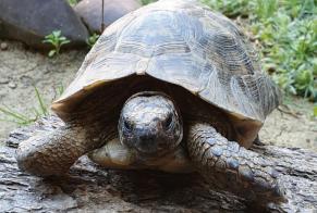 Alerta desaparecimento Tartaruga Macho , 17 anos Mons França
