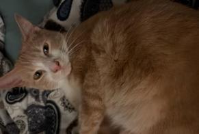 Alerta desaparecimento Gato Macho , 1 anos Bethoncourt França