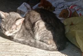 Alerta descoberta Gato Desconhecido Connerré França