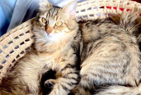 Alerta desaparecimento Gato Fêmea , 2 anos Cuers França