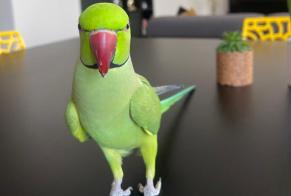 Alerta desaparecimento Pássaro Macho , 2026 anos Saint-Étienne França