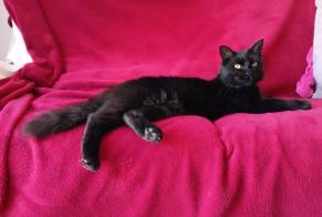 Alerta desaparecimento Gato Fêmea , 1 anos Angoulême França