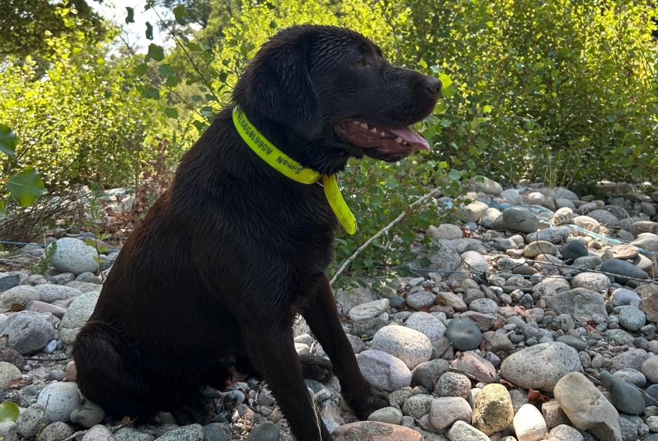 Alerta desaparecimento Cão  Macho , 1 anos Pila-Canale França