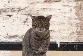 Alerta descoberta Gato cruzamento Macho , 2 anos Chapet França