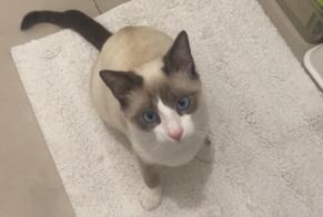 Alerta desaparecimento Gato Macho , 2 anos Montpellier França