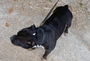 Alerta descoberta Cão Desconhecido Vimartin-sur-Orthe França
