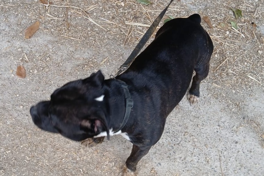 Alerta descoberta Cão Desconhecido Vimartin-sur-Orthe França
