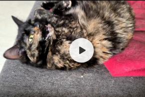 Alerta desaparecimento Gato  Fêmea , 2 anos Saran França