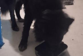 Alerta descoberta Cão cruzamento Macho Calan França