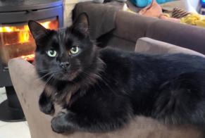 Alerta desaparecimento Gato Macho , 4 anos Saint-Pierre-lès-Elbeuf França