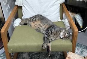 Alerta desaparecimento Gato Fêmea , 2 anos Bagnolet França