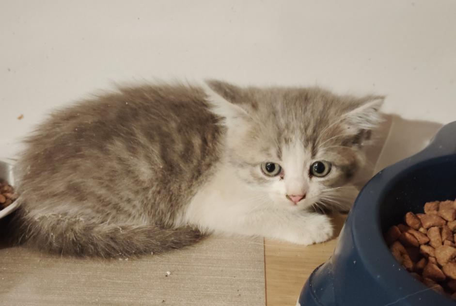 Alerta descoberta Gato Fêmea Veaugues França