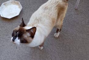 Alerta descoberta Gato cruzamento Desconhecido Bergerac França
