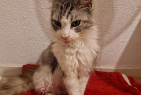 Alerta descoberta Gato Desconhecido Saint-Aubin-sur-Mer França