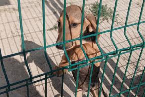 Alerta descoberta Cão Macho Aubigné-Racan França