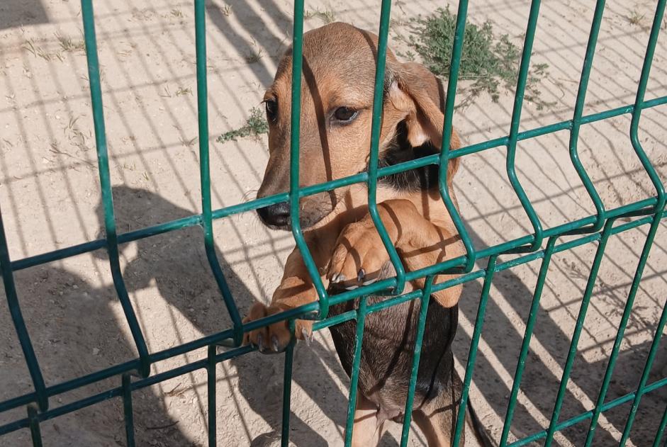 Alerta descoberta Cão Macho Aubigné-Racan França