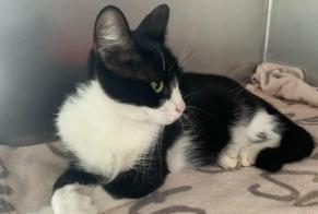 Alerta descoberta Gato cruzamento Fêmea Vallet França