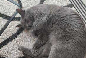 Alerta desaparecimento Gato cruzamento Macho , 7 anos Isbergues França