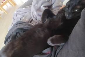 Alerta desaparecimento Gato Fêmea , 3 anos Sartilly-Baie-Bocage França