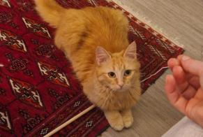 Alerta desaparecimento Gato Fêmea , 1 anos Sulniac França