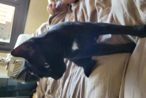 Alerta descoberta Gato Macho , Entre 7 e 9 meses Chaveyriat França