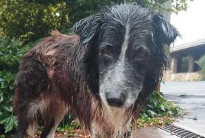 Alerta descoberta Cão Macho Sare França