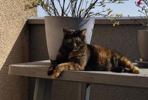 Alerta desaparecimento Gato cruzamento Fêmea , 6 anos Les Roches-de-Condrieu França