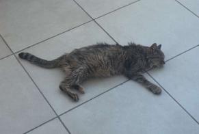 Alerta desaparecimento Gato  Fêmea , 17 anos Cannes França