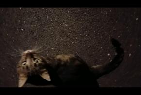 Alerta descoberta Gato Desconhecido , 2 anos Tours França