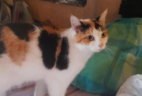 Alerta descoberta Gato Desconhecido Sceaux-sur-Huisne França
