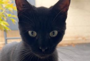 Alerta descoberta Gato Fêmea Bourges França