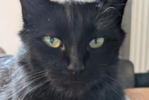 Alerta desaparecimento Gato Macho , 6 anos Mouguerre França