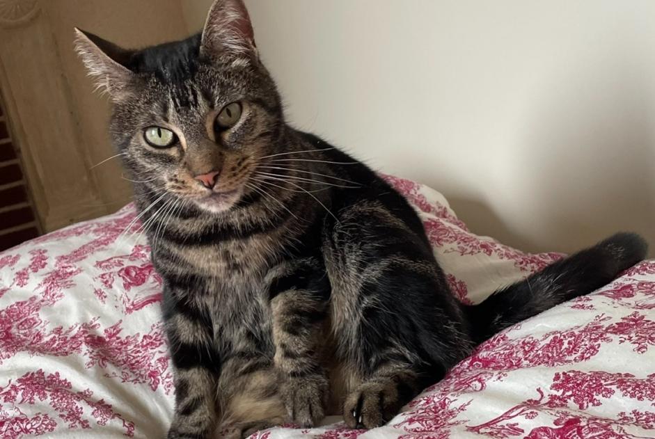 Alerta desaparecimento Gato  Fêmea , 8 anos Arcomps França