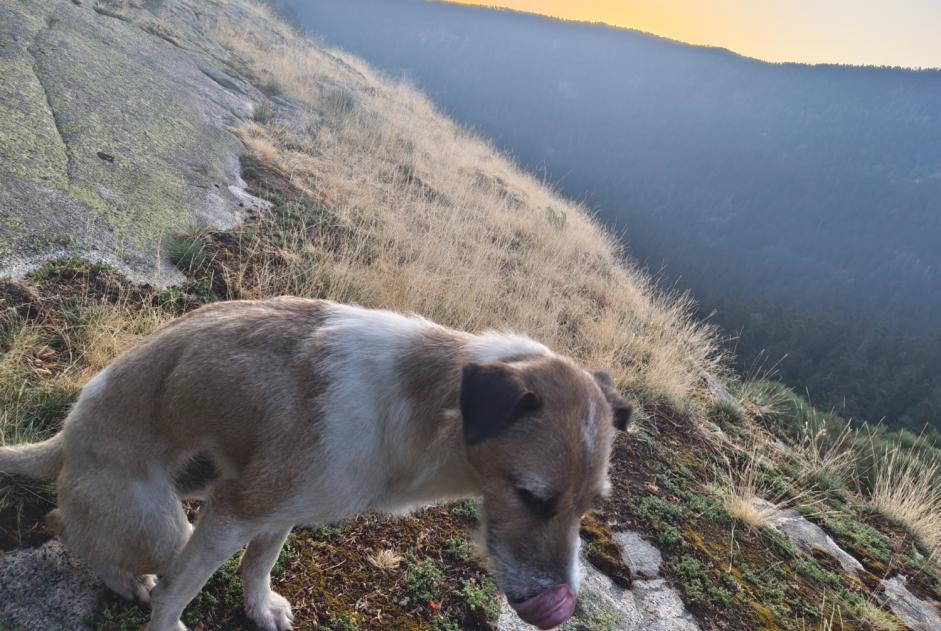 Alerta desaparecimento Cão cruzamento Fêmea , 1 anos Mijanès França