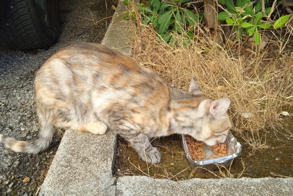Alerta descoberta Gato Desconhecido Saint-Laurent-du-Var França