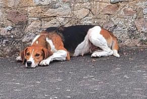 Alerta descoberta Cão cruzamento Fêmea Parigné-l'Évêque França