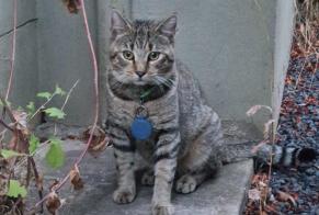 Alerta descoberta Gato Macho Serémange-Erzange França