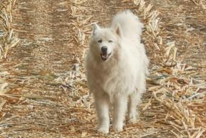 Alerta descoberta Cão  Desconhecido Chauvigné França