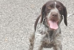 Alerta descoberta Cão Macho Andrézieux-Bouthéon França