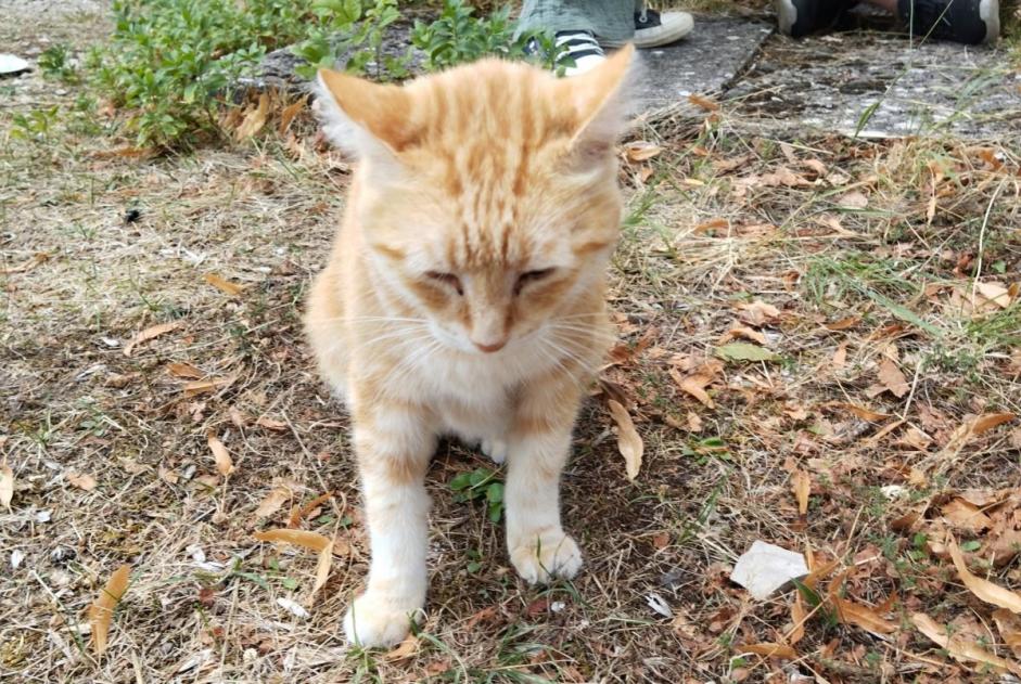 Alerta descoberta Gato Macho , 4 anos Saint-Pierre-des-Tripiers França