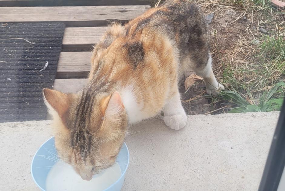 Alerta descoberta Gato cruzamento Fêmea , 3 anos Saint-Romain-le-Puy França
